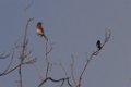 Eastern Bluebird - Lesser Goldfinch 2013-10-12_1